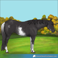 Horse Color:White Spotted Smoky Black 