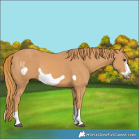 Horse Color:Chestnut Splash Frame 