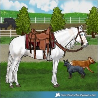 Horse Color:Silver Grullo Harlequin Merle 