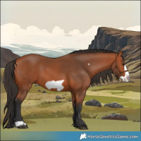 Horse Color:Bay Frame 