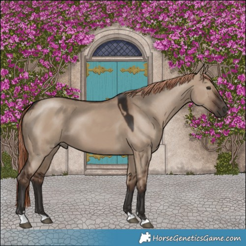 Horse Color:Liver Red Dun 