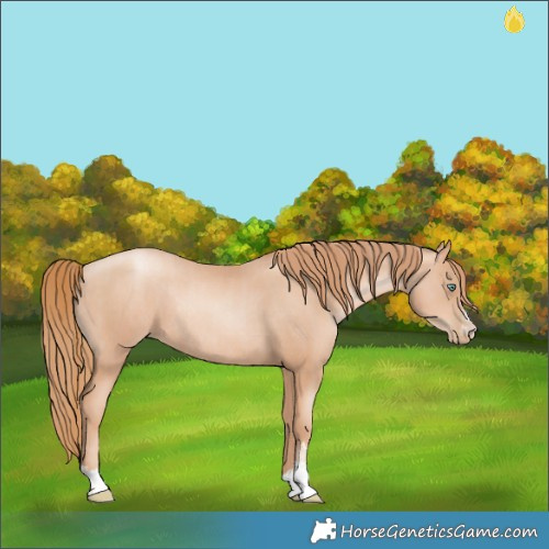 Horse Color:Gold Champagne Pearl Rabicano  and Gold Champagne Pearl Rabicano 
