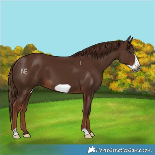 Horse Color:Gray Chestnut Frame 