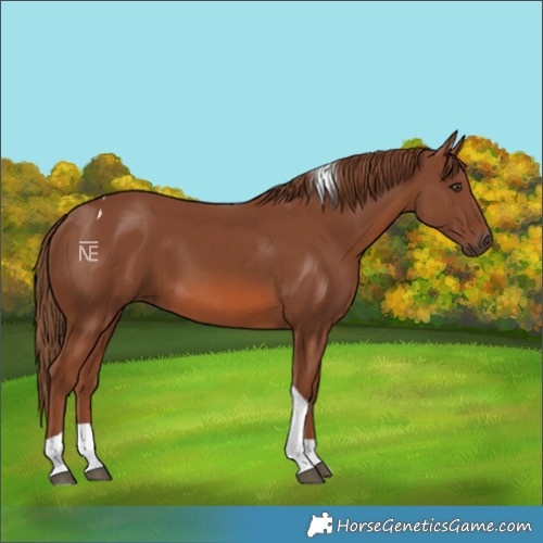Horse Color:Chestnut Tobiano 