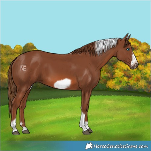 Horse Color:Chestnut Tobiano Frame