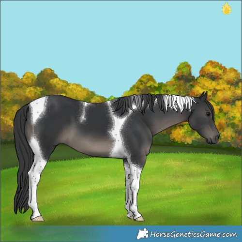 Horse Color:Black Tobiano