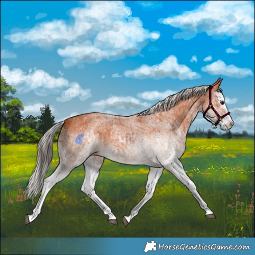 Horse Color:White Spotted Bay Splash and White Spotted Silver Bay Splash