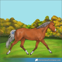 Horse Color:Silver Bay