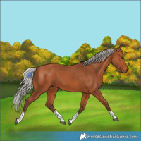 Horse Color:Silver Bay 