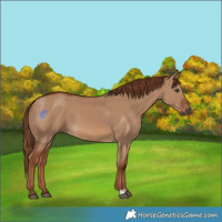 Horse Color:Red Dun 