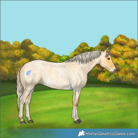 Horse Color:Palomino Roan