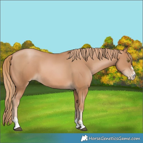 Horse Color:Chestnut Pearl