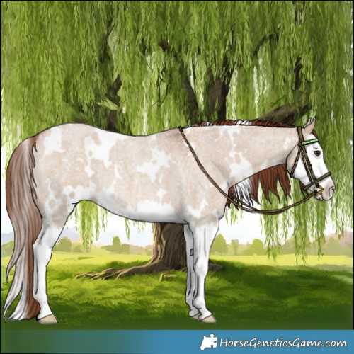 Horse Color:White Spotted Red Dun Roan Splash