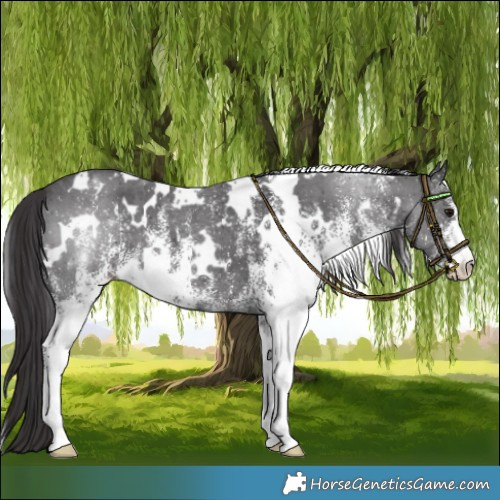 Horse Color:White Spotted Smoky Black 
