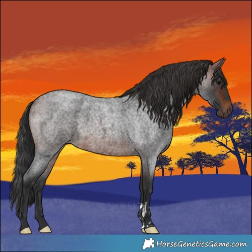 Horse Color:Brown Roan 
