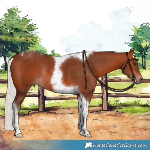 Horse Color:Silver Bay Tobiano Rabicano 