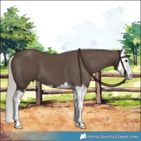 Horse Color:Silver Black Splash
