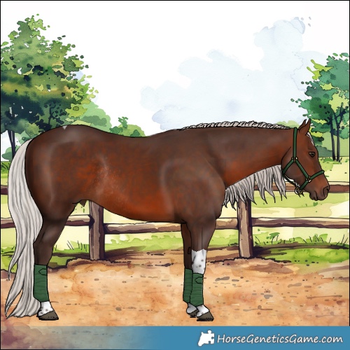 Horse Color:Silver Brown Tobiano Rabicano 