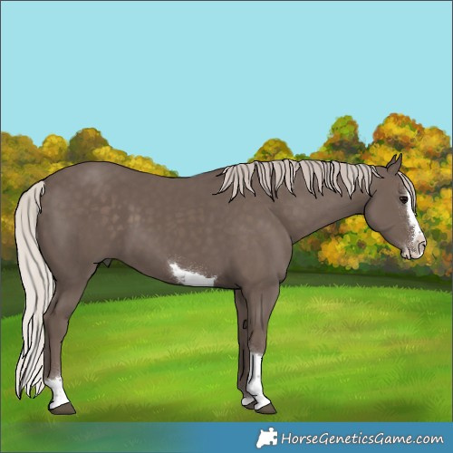 Horse Color:Silver Black Splash Tobiano 
