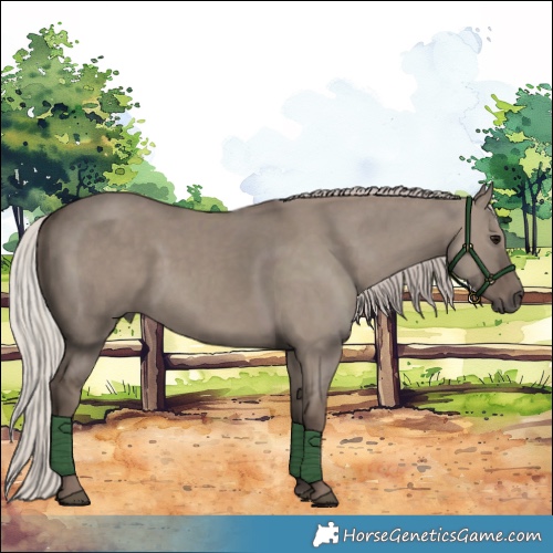 Horse Color:Silver Grullo