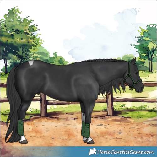 Horse Color:Black Tobiano
