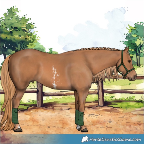 Horse Color:Chestnut Sabino 