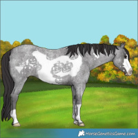 Horse Color:Smoky Blue Roan Frame