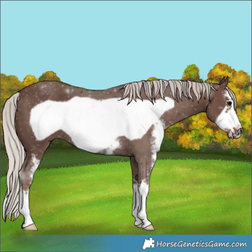 Horse Color:Silver Black Sabino Frame
