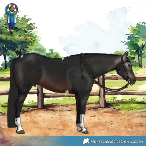 Horse Color:Gray Bay Tobiano 