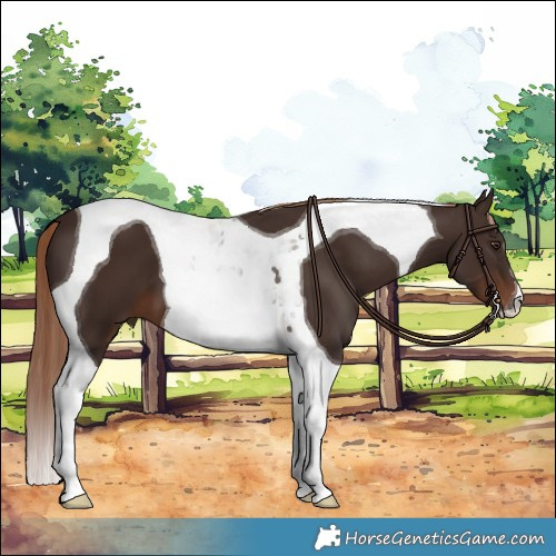 Horse Color:Liver Chestnut Tobiano