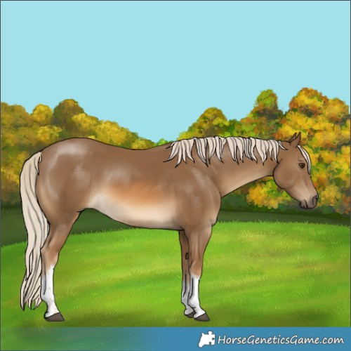 Horse Color:Chocolate Palomino Tobiano 