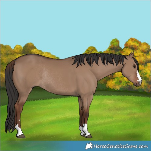 Horse Color:Liver Red Dun Rabicano 