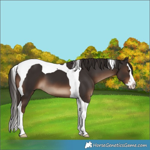 Horse Color:Liver Chestnut Splash Tobiano