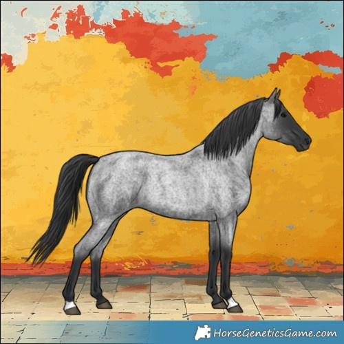 Horse Color:Blue Roan 