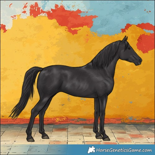 Horse Color:Smoky Black Rabicano