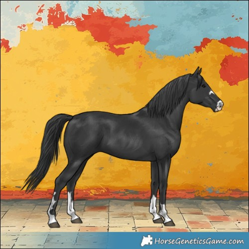Horse Color:Black 