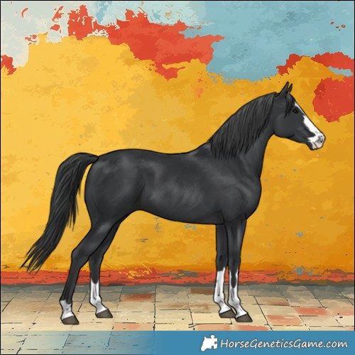 Horse Color:Black 