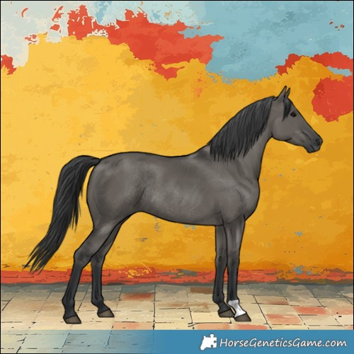 Horse Color:Grullo Rabicano