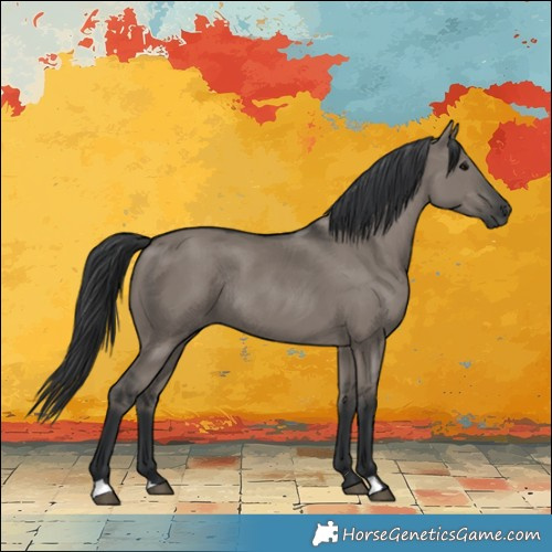 Horse Color:Grullo Rabicano