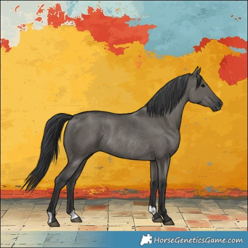 Horse Color:Grullo Rabicano 