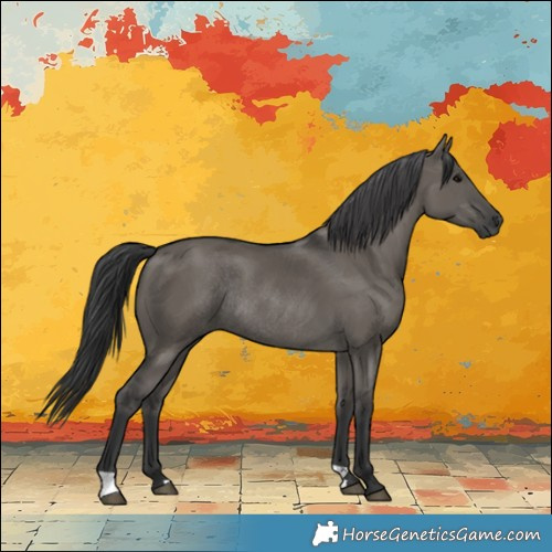 Horse Color:Grullo Rabicano 