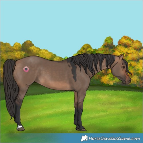 Horse Color:Bay Dun 