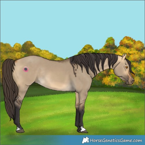 Horse Color:Buckskin Dun Rabicano 