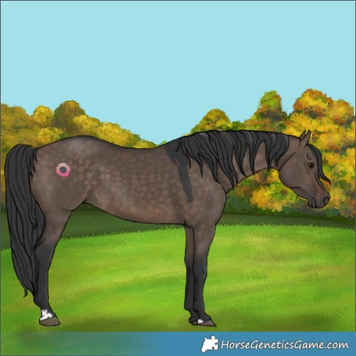 Horse Color:Brown Dun 