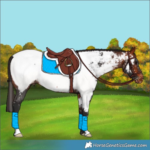 Horse Color:Bay Appaloosa