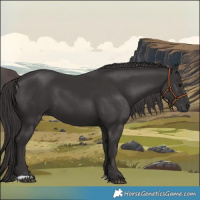 Horse Color:Smoky Black