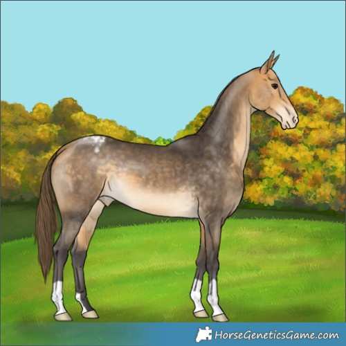 Horse Color:Buckskin Appaloosa