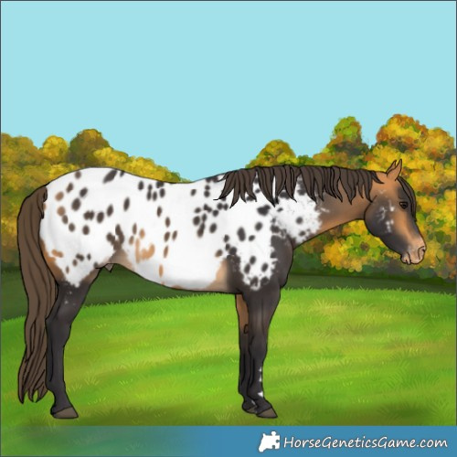 Horse Color:Buckskin Near Leopard