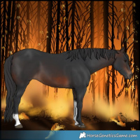 Horse Color:Brown Tobiano Rabicano 
