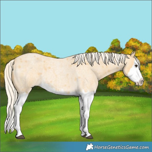 Horse Color:Palomino Roan Splash